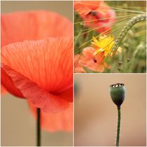 A Warm Summer Breeze by syoung-photography