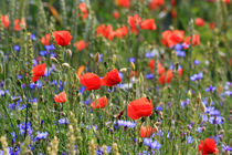 Buntes Sommerfeld by Wolfgang Dufner