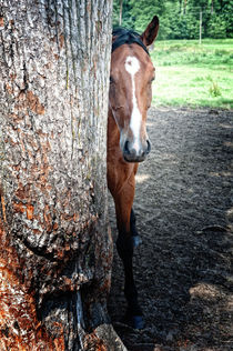 Playing hide and seek by holka