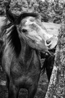 Tree gnawing by holka