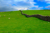 Dry Stone Wall, Swaledale by Louise Heusinkveld