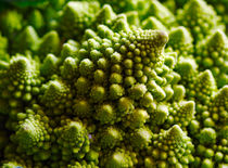 Romanescu by Louise Heusinkveld