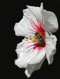 Biene auf Hibiskusblüte by Wolfgang Dufner