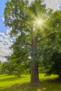 Strahlender Baum by leonardofranko