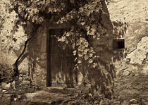 Old Door and Vine  by mark haley