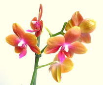 Orchidee von Kerstin Runge