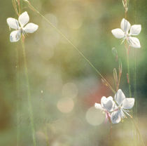 summermorning  von Franziska Rullert