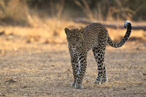 Young male leopard