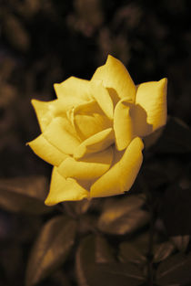 Yellow rose by Lina Shidlovskaya