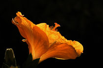 Hibiskusblüte von Wolfgang Dufner