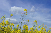 Aufnahme einer Rapsblüte von Juana Kreßner