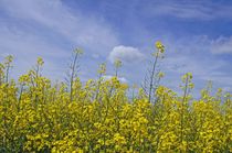 Blühendes Rapsfeld in Sachsen von Juana Kreßner