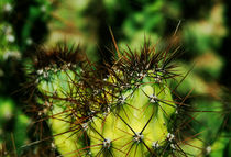 Cactus in spider web by Lina Shidlovskaya