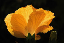 Hibiskusblüte von Wolfgang Dufner