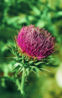 Big thistle von Lina Shidlovskaya