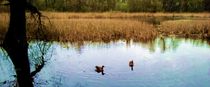 Naturlandschaft mit zwei Enten by Antje Emanuel