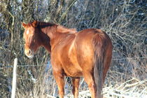 Braunes Pferd  Brown Horse by hadot