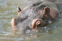 Flusspferd  hippopotamus by hadot