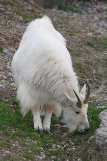 Schneeziege  Mountain Goat by hadot