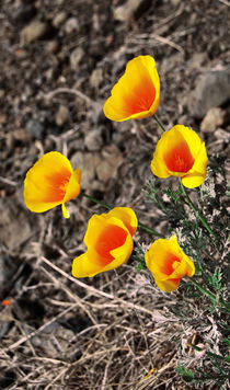 California Poppy  von Lina Shidlovskaya