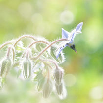 Borretschsommer by Franziska Rullert