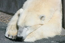 Schlafender Eisbär   Sleeping Polar Bear von hadot