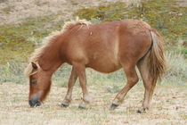 braunes Shetland Pony   Brown Shetland pony von hadot