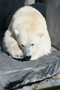 Eisbär   polar bear von hadot