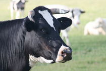 Schwarze Kuh  black cow von hadot