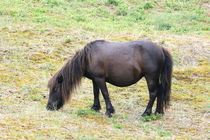 schwarzes Pony   black pony von hadot
