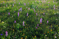 Wo die Wildblumen blühen von Wolfgang Dufner