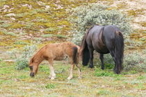 Fohlen mit Stute  Mare with foal by hadot
