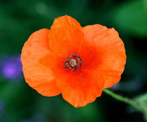 Klatschmohn  Poppy   Papaver rhoeas by hadot