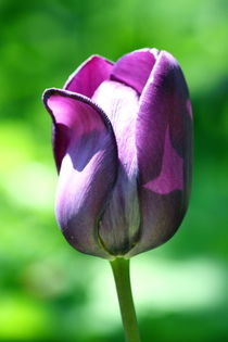 Lila Tulpe  purple tulip von hadot