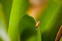 yellow Poison Dart Frog  by dreamtours