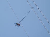 Kingfisher on line by Nandan Nagwekar