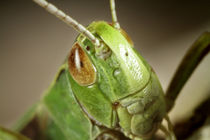 Grashüpfer Portrait by photoart-hartmann