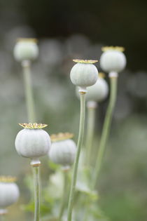 AMAPOLA von Ivonne Wentzler