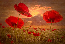 A Poppy Kind of Morning von Debra and Dave Vanderlaan