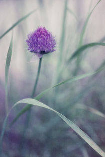 flowering chive by Priska  Wettstein