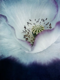 the heart of a poppy by Priska  Wettstein