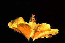 Hibiskus von Wolfgang Dufner