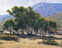 Eucalyptus Grove Catalina by Randy Sprout