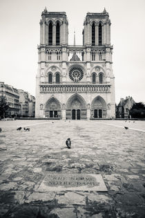 Notre Dame von Daniel Zrno