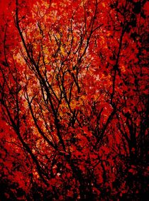 Autumn. by rosanna zavanaiu