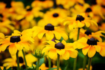gelbe Blumen von Martin Dzurjanik