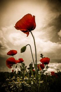 Roter Mohn by Martin Dzurjanik