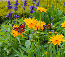 Peacock Butterfly von Louise Heusinkveld