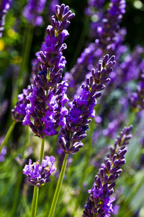 Summer Lavender by David Pyatt