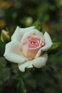 Pink rose von Lina Shidlovskaya